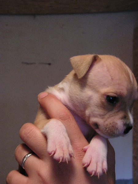 Arley-bety boops des Guerriers Occitans