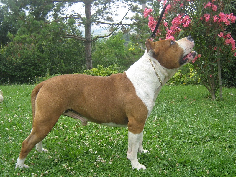 Magic-ster des Guerriers Occitans