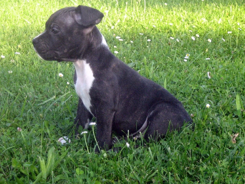 Elvis'  king off the king ' des Guerriers Occitans