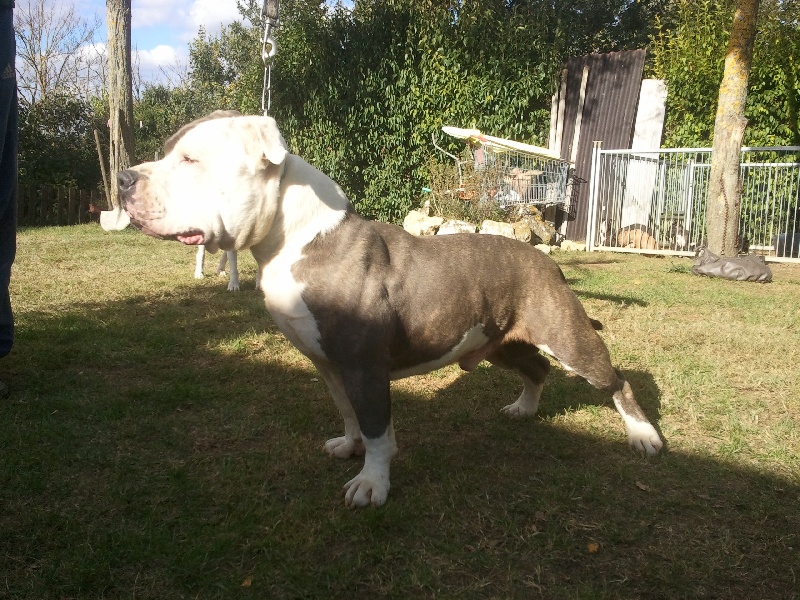 Publication : des Guerriers Occitans Auteur : lapeyre-frederic/ martins rose-m