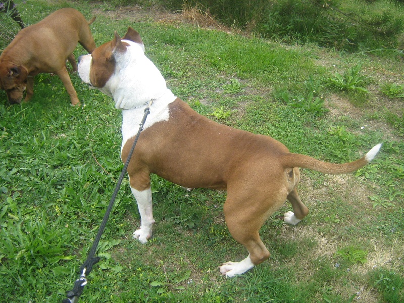 Magic-ster des Guerriers Occitans