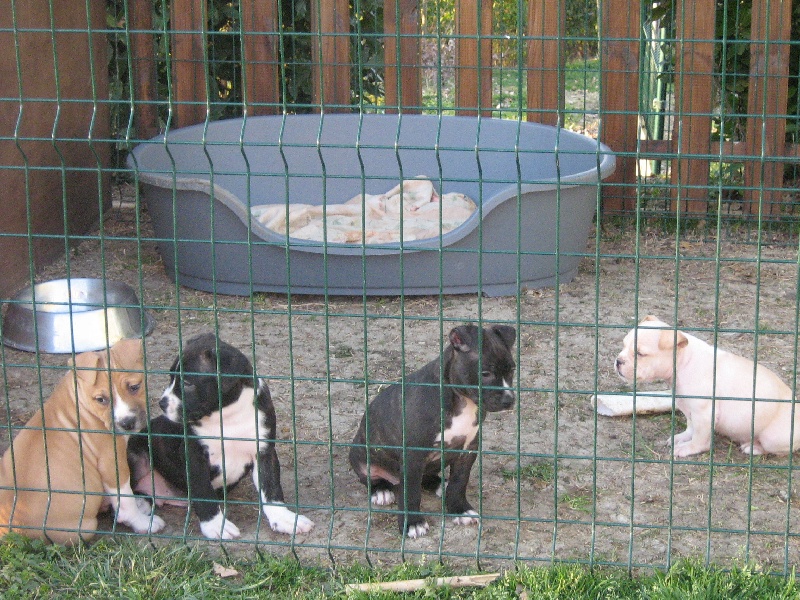 Arena black-night des Guerriers Occitans