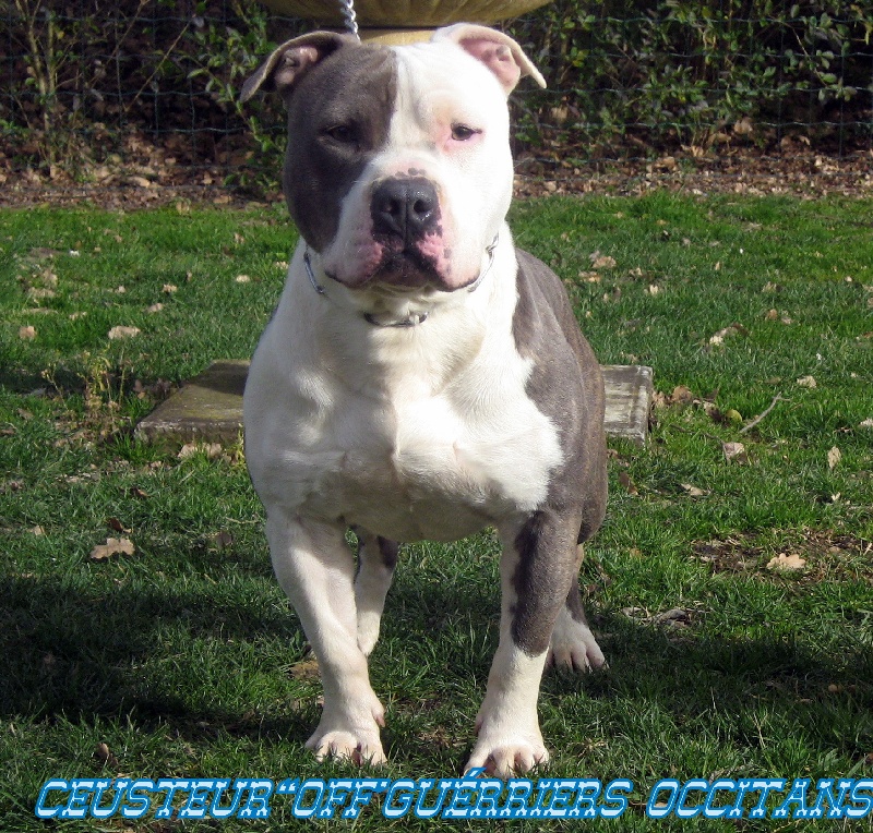 Cerdan ' alias ceusteur ' des Guerriers Occitans