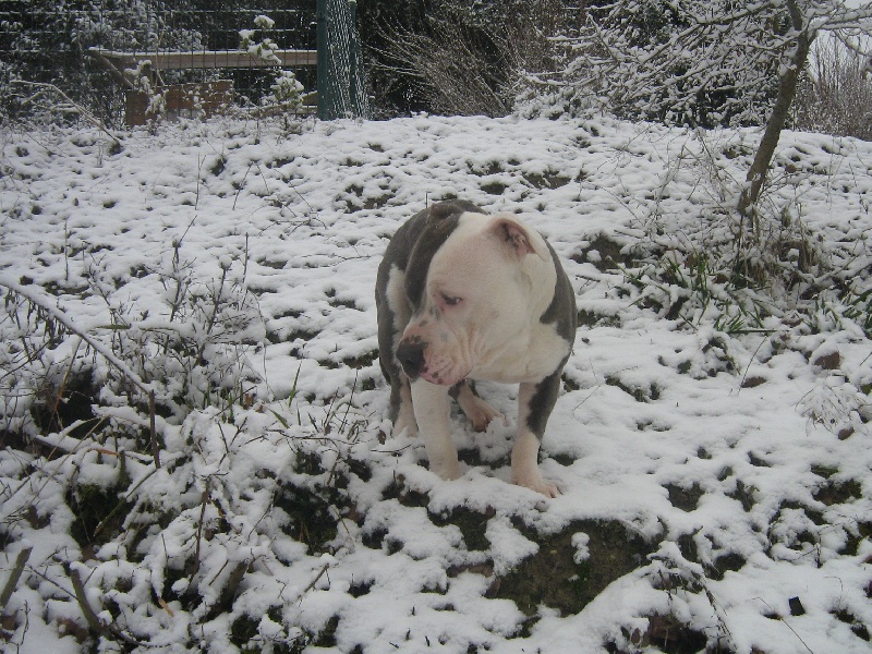 Cerdan ' alias ceusteur ' des Guerriers Occitans