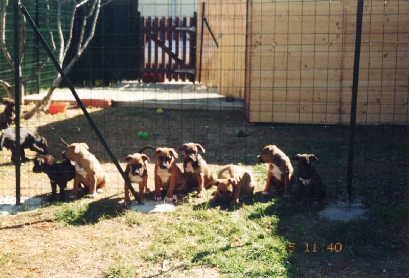 Usa- des Guerriers Occitans