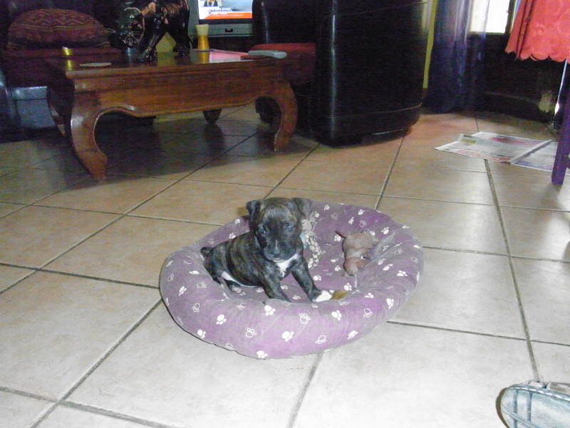 Faune queen safarie des Guerriers Occitans