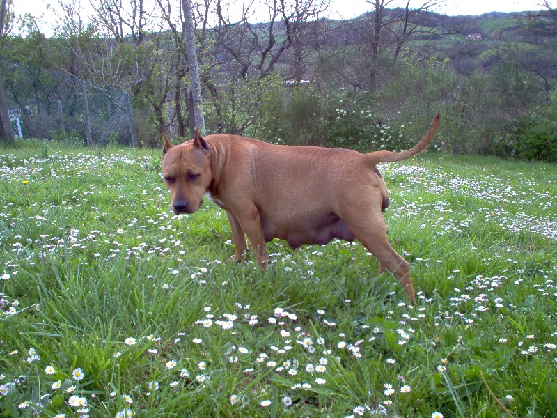 Magic-ster des Guerriers Occitans