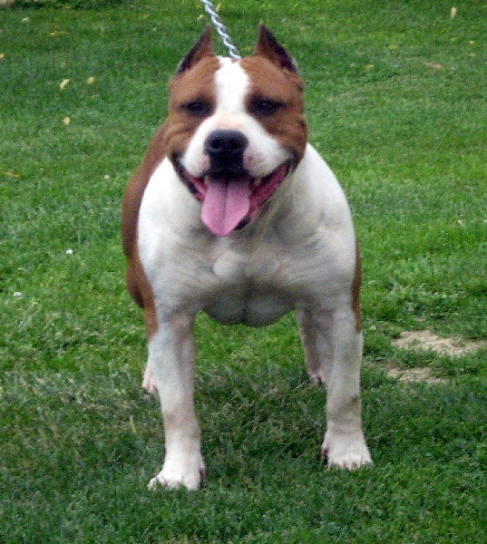 Magic-ster des Guerriers Occitans