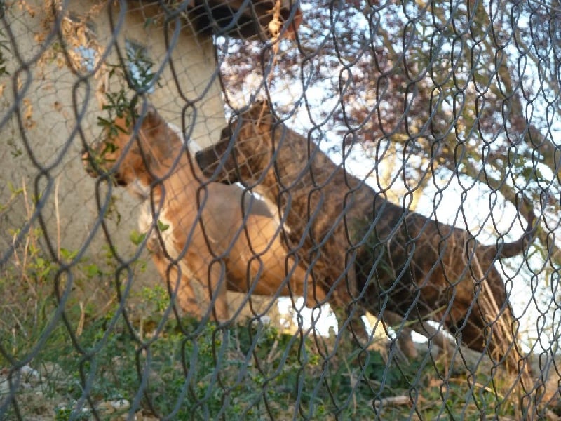 Faune queen safarie des Guerriers Occitans