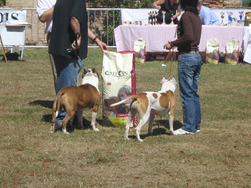 Magic-ster des Guerriers Occitans