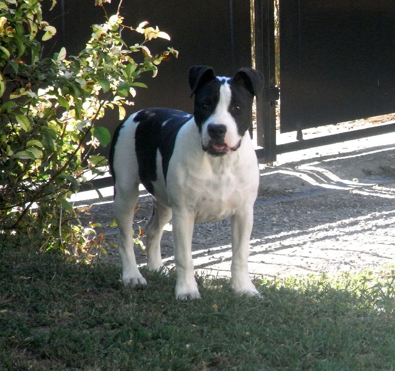 Holga' édition 2 ' des Guerriers Occitans