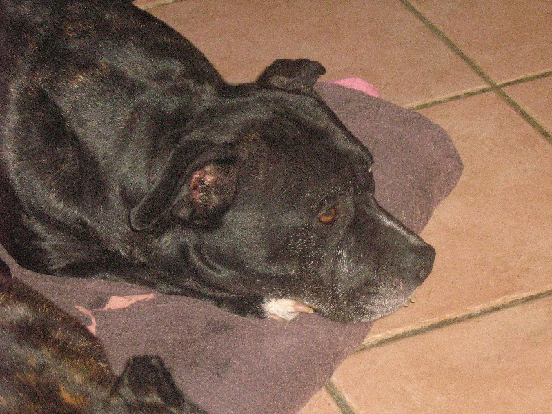 Arena black-night des Guerriers Occitans