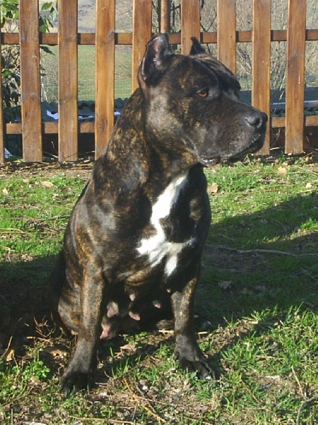 Unaya des Guerriers Occitans