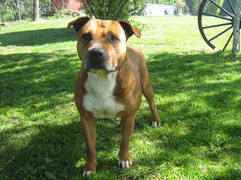 Usa- des Guerriers Occitans