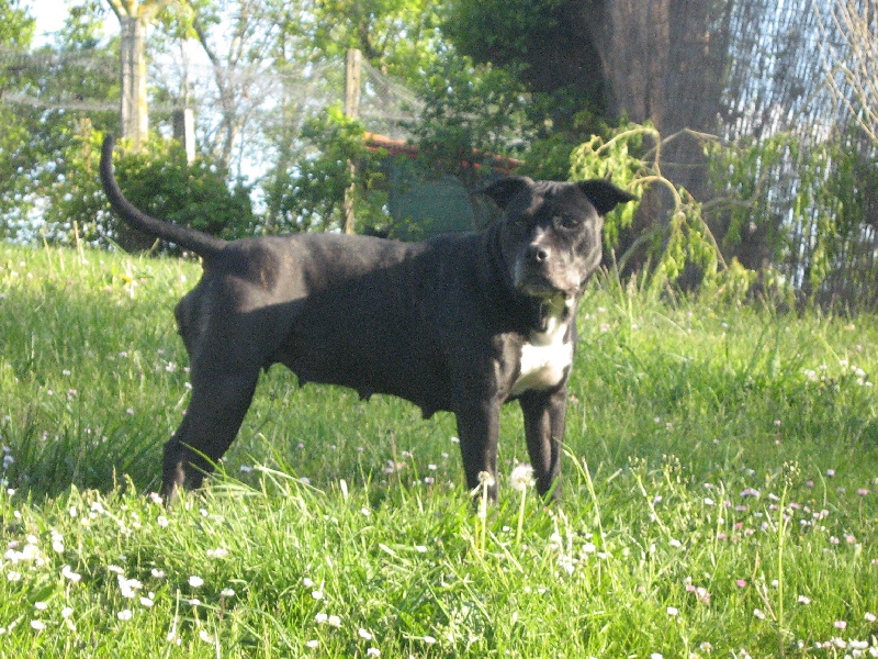 Arena black-night des Guerriers Occitans