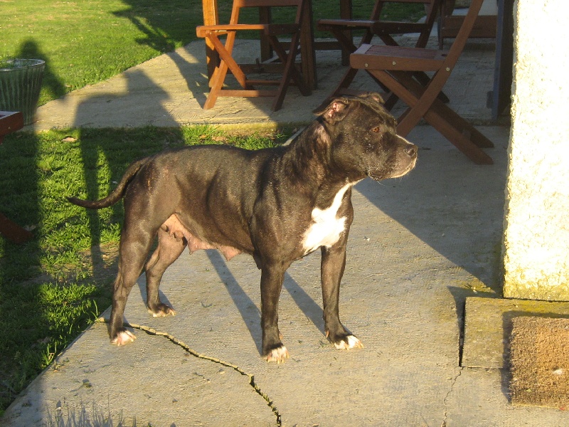 Arena black-night des Guerriers Occitans