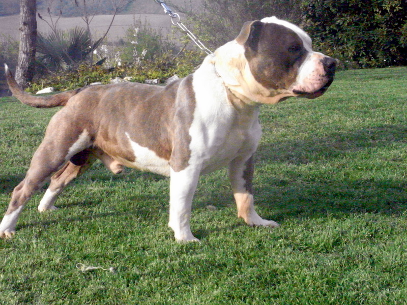 Publication : des Guerriers Occitans Auteur : lapeyre-frederic/ martins rose-m