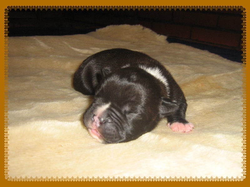 Elvis'  king off the king ' des Guerriers Occitans