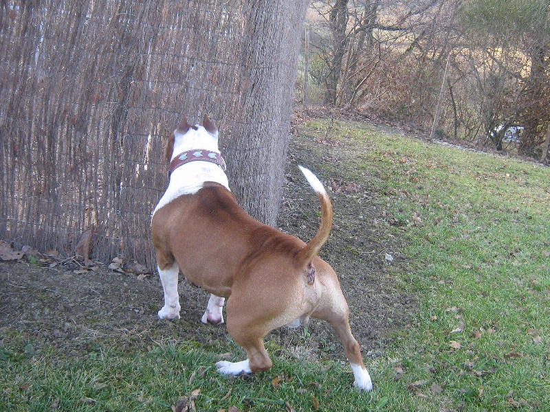 Magic-ster des Guerriers Occitans