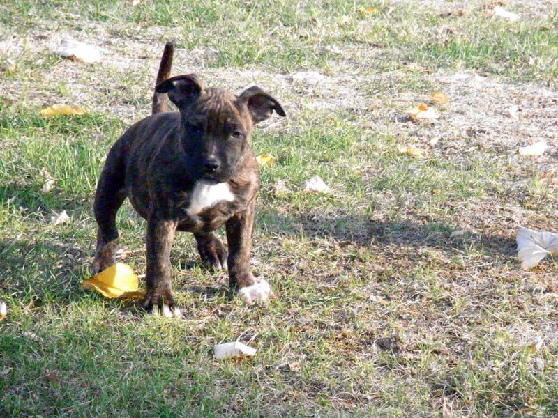 Faune queen safarie des Guerriers Occitans