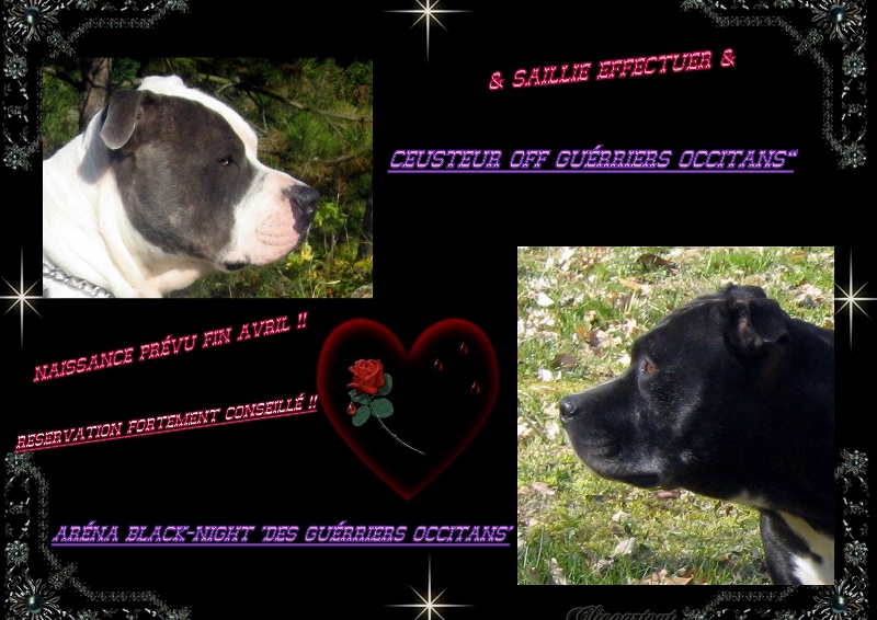 Elvis'  king off the king ' des Guerriers Occitans