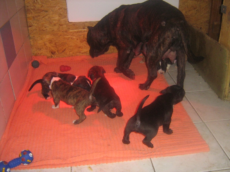 Unaya des Guerriers Occitans