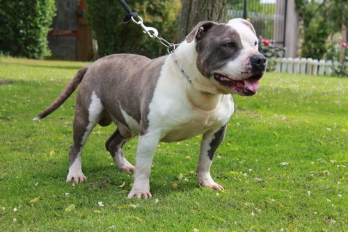 Publication : des Guerriers Occitans Auteur : lapeyre-frederic/ martins rose-m