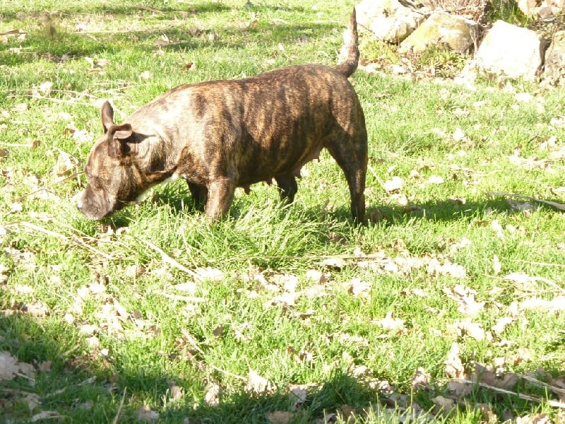 Faune queen safarie des Guerriers Occitans