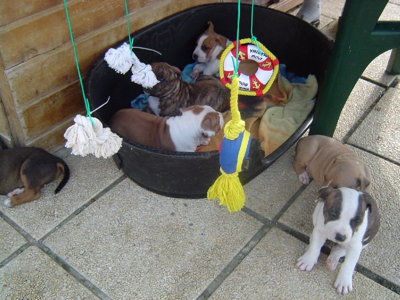 Magic-ster des Guerriers Occitans