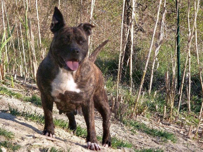 Faune queen safarie des Guerriers Occitans