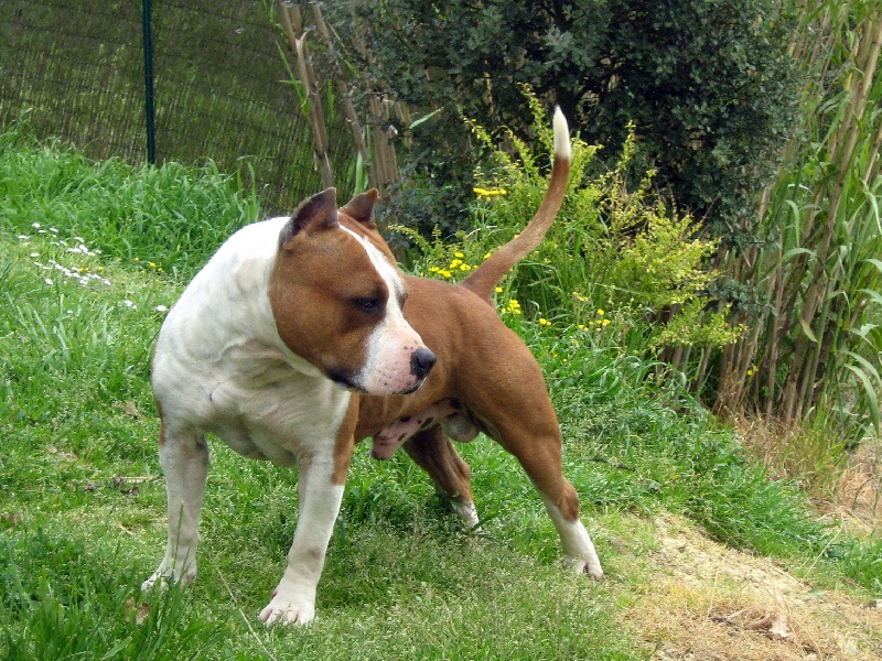 Magic-ster des Guerriers Occitans