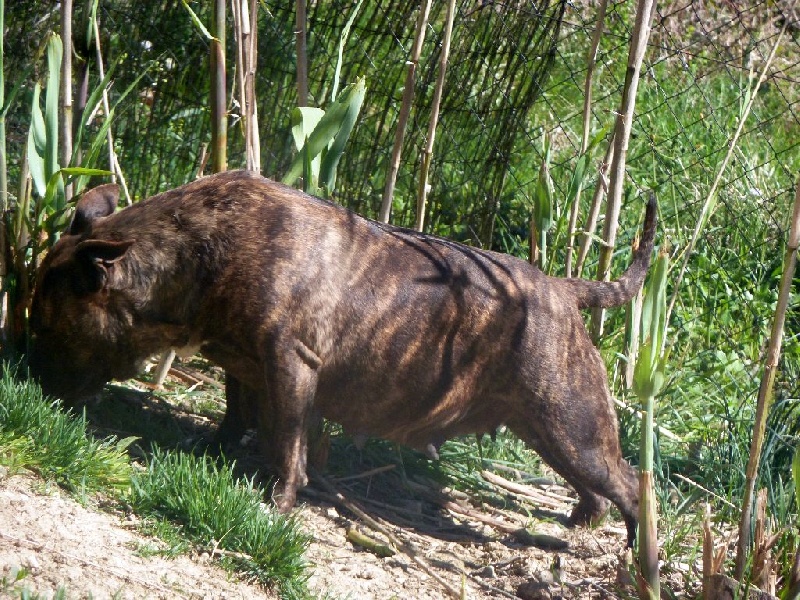 Faune queen safarie des Guerriers Occitans