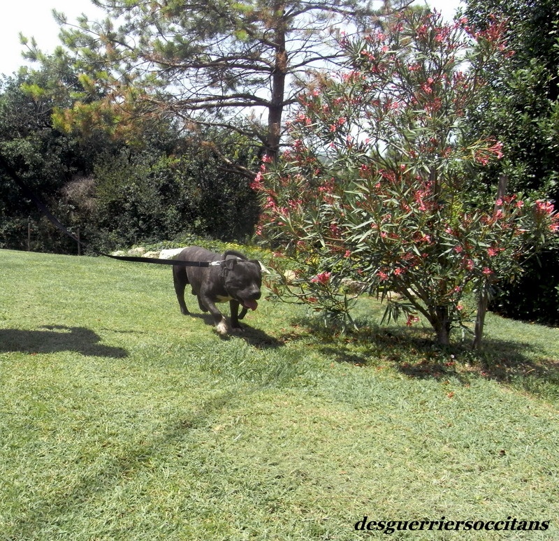 Elvis'  king off the king ' des Guerriers Occitans