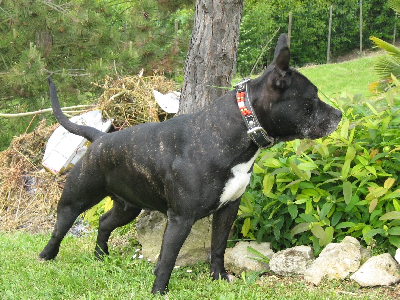 Arena black-night des Guerriers Occitans