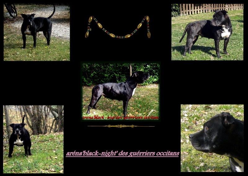 Arena black-night des Guerriers Occitans