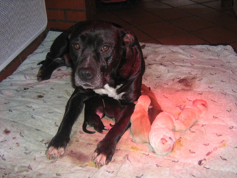 Arena black-night des Guerriers Occitans