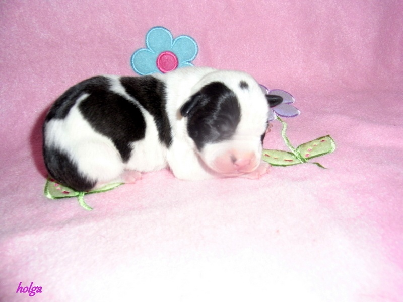 Holga' édition 2 ' des Guerriers Occitans