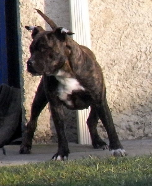 Faune queen safarie des Guerriers Occitans