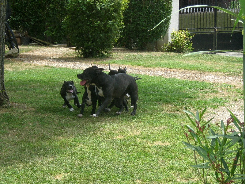 Elvis'  king off the king ' des Guerriers Occitans