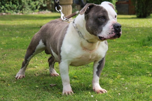 Publication : des Guerriers Occitans Auteur : lapeyre-frederic/ martins rose-m