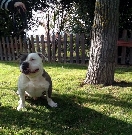 Publication : des Guerriers Occitans Auteur : lapeyre-frederic/ martins rose-m