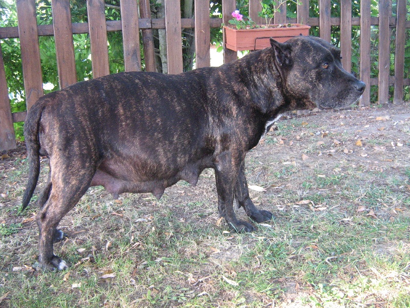 Unaya des Guerriers Occitans