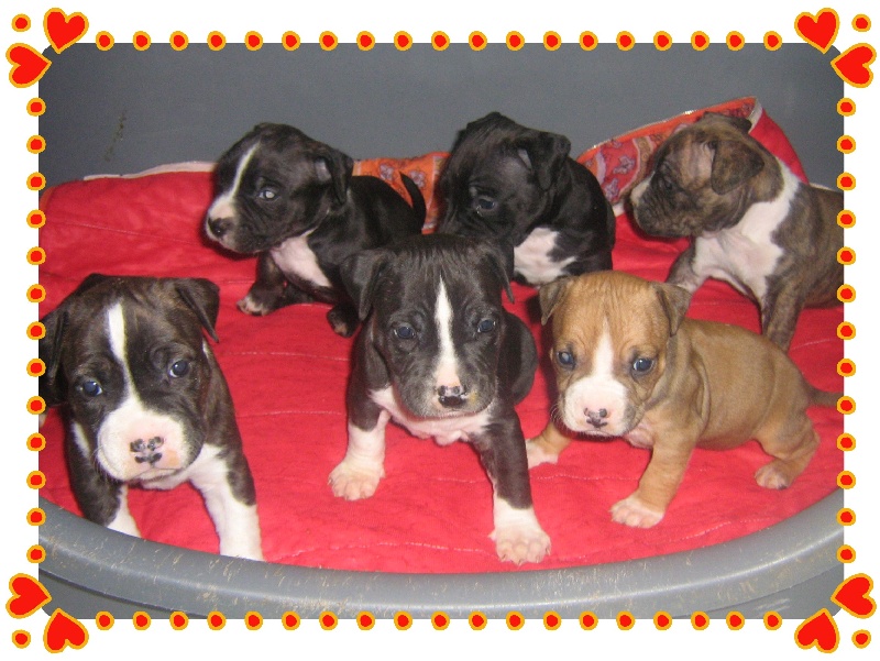 Unaya des Guerriers Occitans