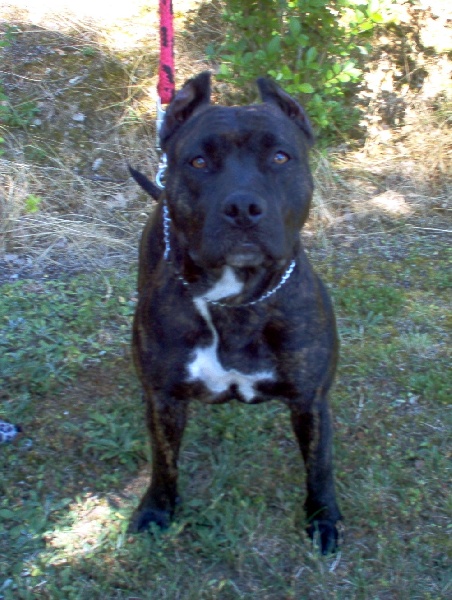 Unaya des Guerriers Occitans