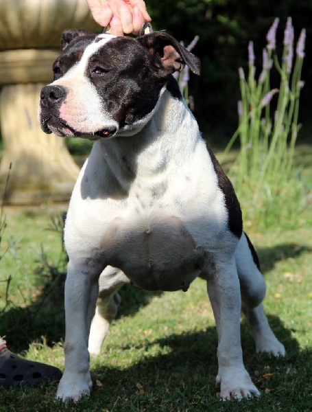 Holga' édition 2 ' des Guerriers Occitans