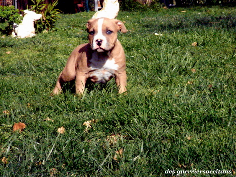 G maximus ' des Guerriers Occitans