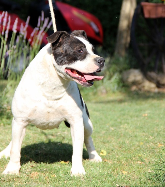 Holga' édition 2 ' des Guerriers Occitans