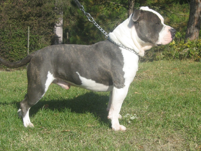 Cerdan ' alias ceusteur ' des Guerriers Occitans