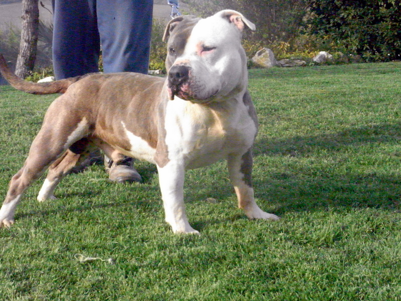 Publication : des Guerriers Occitans Auteur : lapeyre-frederic/ martins rose-m