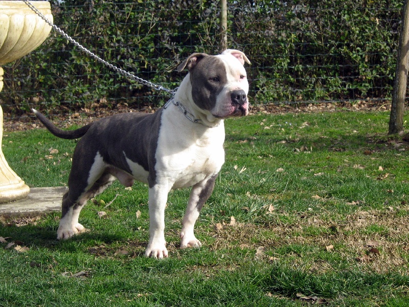 Cerdan ' alias ceusteur ' des Guerriers Occitans